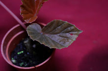 Load image into Gallery viewer, Begonia Species Ex Madagascar Ultra Rare