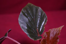Load image into Gallery viewer, Begonia Species Ex Madagascar Ultra Rare