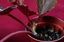 Load image into Gallery viewer, Begonia Species Ex Madagascar Ultra Rare