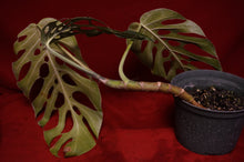 Load image into Gallery viewer, Monstera Dubia Mature Form Exact Plant