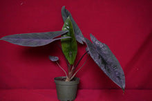 Load image into Gallery viewer, Alocasia Scalprum 4" Pot