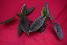 Load image into Gallery viewer, Alocasia Scalprum 4" Pot