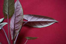 Load image into Gallery viewer, Alocasia Scalprum 4" Pot