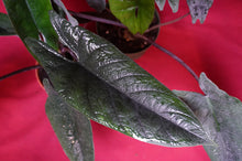 Load image into Gallery viewer, Alocasia Scalprum 4" Pot