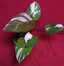 Load image into Gallery viewer, Philodendron Pink Princess NOT From TC 4" Pot
