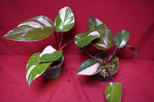 Load image into Gallery viewer, Philodendron Pink Princess NOT From TC 4" Pot
