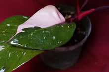 Load image into Gallery viewer, Philodendron Pink Princess NOT From TC 4" Pot