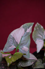 Load image into Gallery viewer, Syngonium Pink Splash 4" Pot