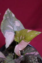 Load image into Gallery viewer, Syngonium Pink Splash 4" Pot