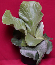 Load image into Gallery viewer, Platycerium Grande 06" Pot Giant Staghorn Fern