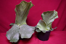 Load image into Gallery viewer, Platycerium Grande 06" Pot Giant Staghorn Fern