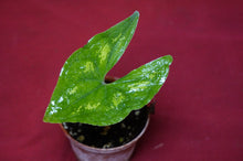 Load image into Gallery viewer, Ulearum Donburnsii Rare Aroid 2" Pot