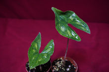 Load image into Gallery viewer, Ulearum Donburnsii Rare Aroid 2" Pot