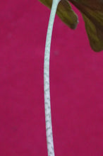 Load image into Gallery viewer, Ulearum Donburnsii Rare Aroid 2" Pot