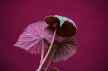 Load image into Gallery viewer, Begonia Sericoneura Var, Lindleyana 2" Pot