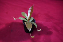 Load image into Gallery viewer, Nepenthes Rafflesiana X Sibuyanensis 2" Pot