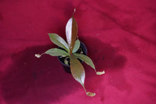 Load image into Gallery viewer, Nepenthes Rafflesiana X Sibuyanensis 2" Pot