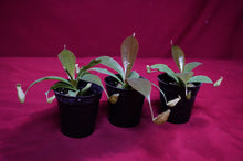 Load image into Gallery viewer, Nepenthes Rafflesiana X Sibuyanensis 2" Pot