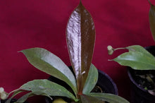 Load image into Gallery viewer, Nepenthes Rafflesiana X Sibuyanensis 2" Pot