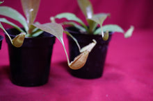 Load image into Gallery viewer, Nepenthes Rafflesiana X Sibuyanensis 2" Pot