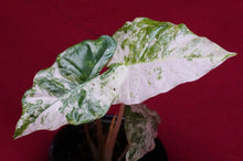 Load image into Gallery viewer, Alocasia Blizzard