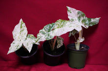 Load image into Gallery viewer, Alocasia Blizzard