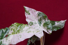 Load image into Gallery viewer, Alocasia Blizzard