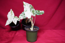 Load image into Gallery viewer, Alocasia Blizzard