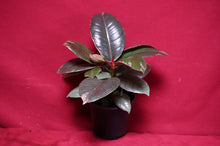 Load image into Gallery viewer, Ficus Elastica Ruby