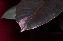 Load image into Gallery viewer, Ficus Elastica Ruby
