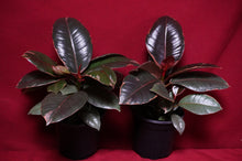 Load image into Gallery viewer, Ficus Elastica Ruby
