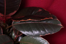 Load image into Gallery viewer, Ficus Elastica Ruby