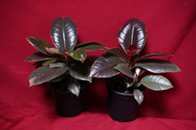 Load image into Gallery viewer, Ficus Elastica Ruby