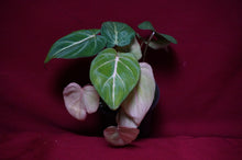 Load image into Gallery viewer, Philodendron Gloriosum
