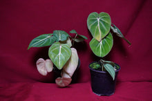 Load image into Gallery viewer, Philodendron Gloriosum