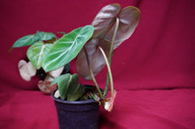 Load image into Gallery viewer, Philodendron Gloriosum