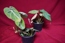 Load image into Gallery viewer, Philodendron Gloriosum