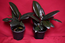 Load image into Gallery viewer, Ficus Elastica Burgundy