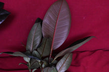 Load image into Gallery viewer, Ficus Elastica Burgundy