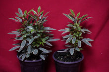 Load image into Gallery viewer, Plerandra Elegantissima Bianca Variegated False Aralia