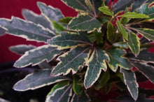 Load image into Gallery viewer, Plerandra Elegantissima Bianca Variegated False Aralia