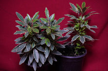 Load image into Gallery viewer, Plerandra Elegantissima Bianca Variegated False Aralia