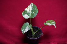Load image into Gallery viewer, Monstera Thai Constellation 4" Pot