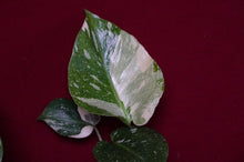 Load image into Gallery viewer, Monstera Thai Constellation 4" Pot