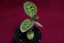 Load image into Gallery viewer, Macodes Petola