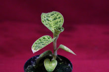 Load image into Gallery viewer, Macodes Petola