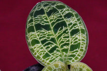 Load image into Gallery viewer, Macodes Petola