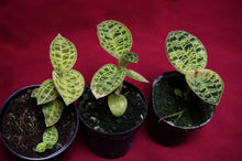 Load image into Gallery viewer, Macodes Petola