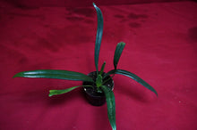 Load image into Gallery viewer, Microsorum Thailandicum Blue Oil Fern