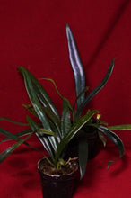 Load image into Gallery viewer, Microsorum Thailandicum Blue Oil Fern